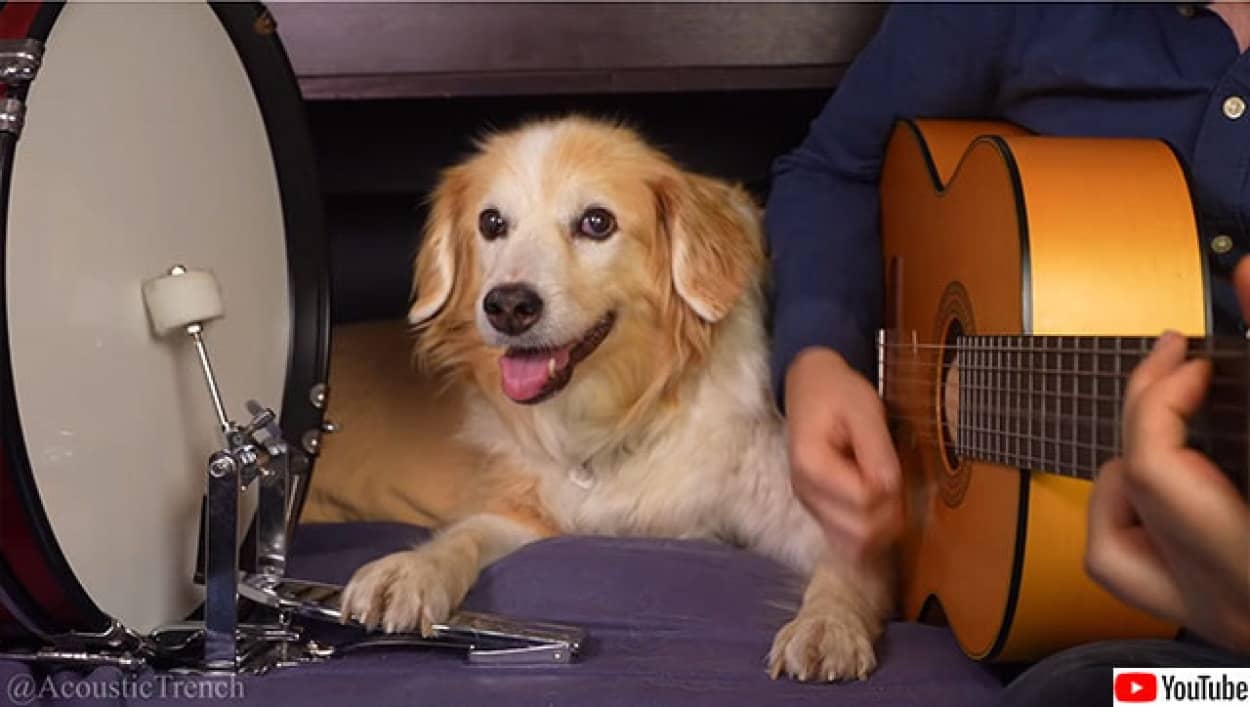 犬のドラマーが飼い主と演奏