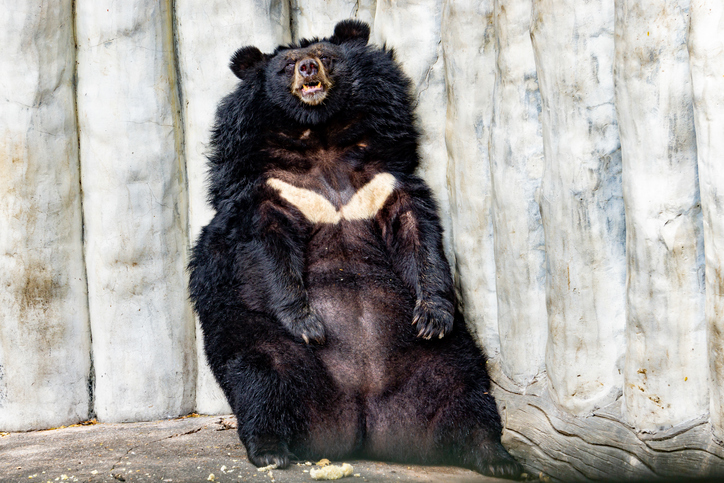 冬眠中のクマの血清に人間の筋肉細胞を増やす効果があることが判明