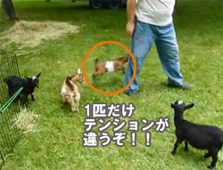一匹だけテンションが違う子ヤギのフルスロットル カラパイア
