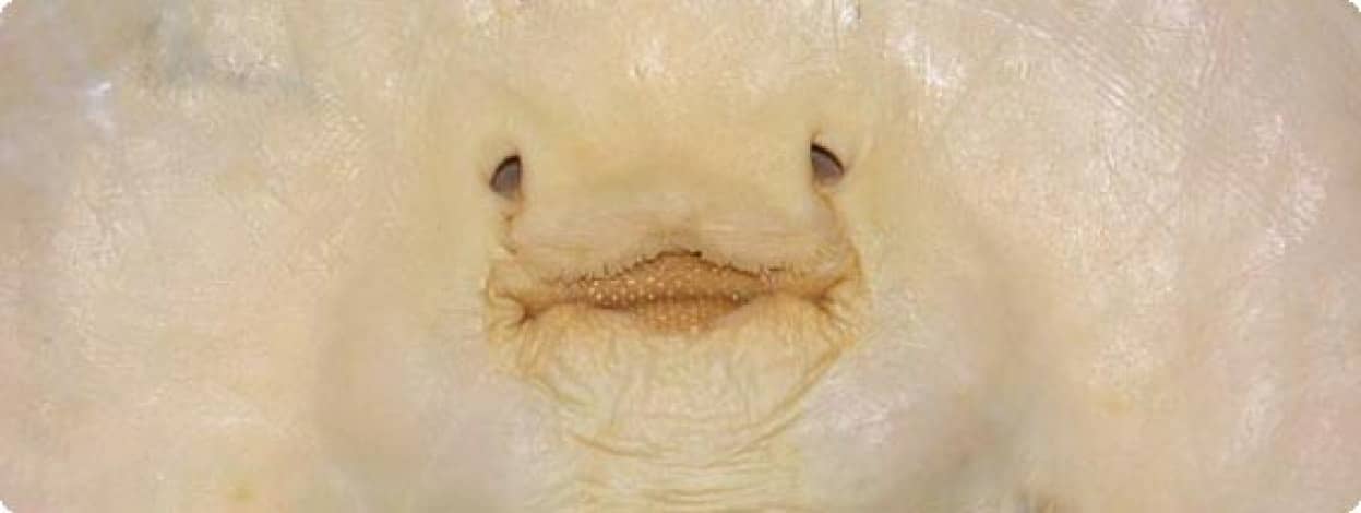 まるでパンケーキのよう アマゾンで新たに2種の淡水エイが発見される カラパイア