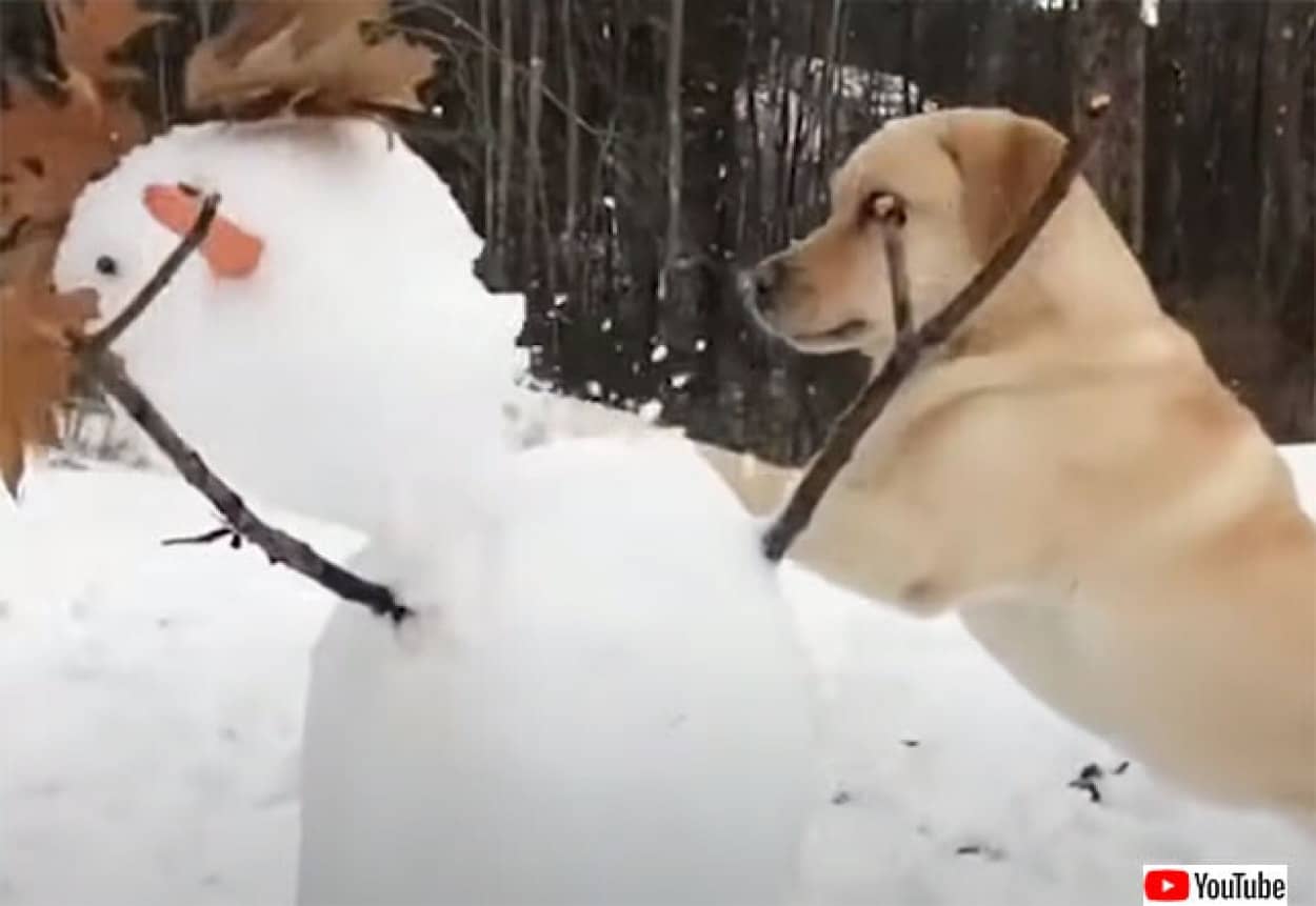 雪だるまは敵!全力で破壊していく破壊王としての犬