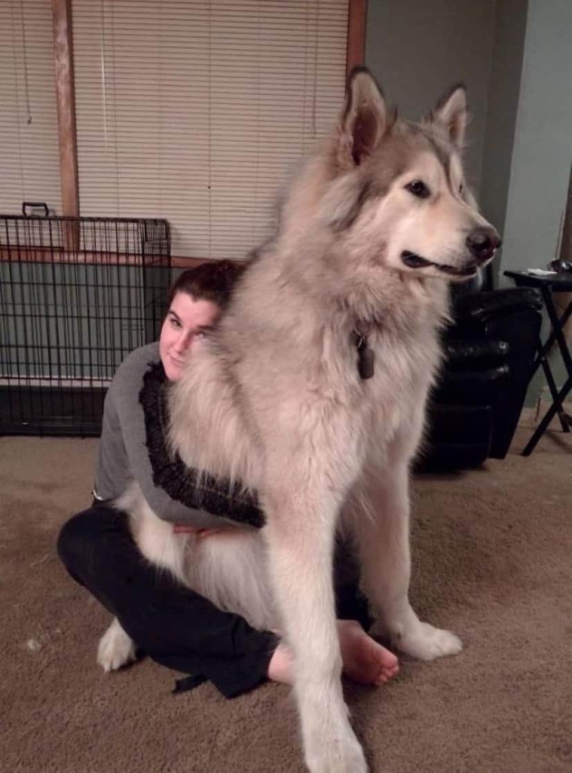 隣の犬は大きすぎた 大きくなっても甘えん坊な巨大犬たちファイナル カラパイア 隣の犬は大きすぎた 大きくなっても甘えん坊な巨大犬たちファイナル カラパイア