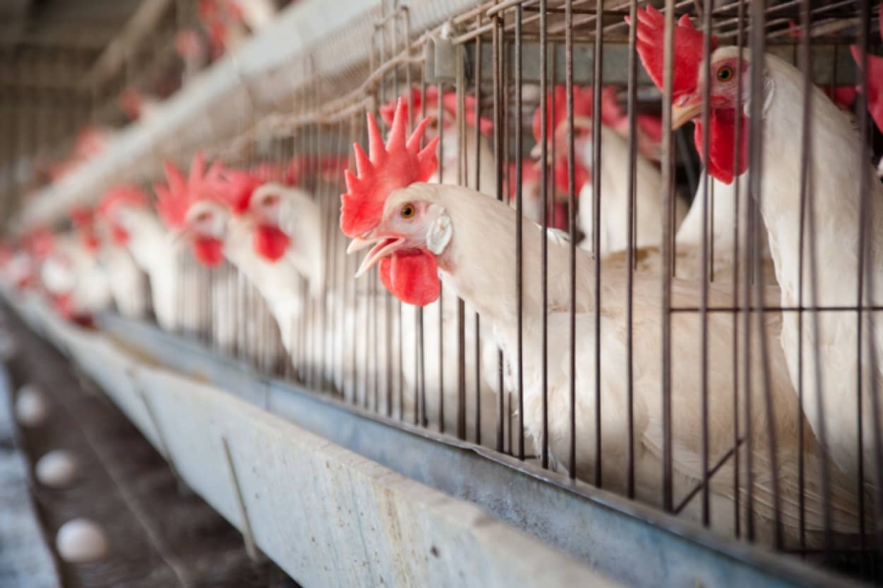 2027年までに家畜用の飼育ケージの使用を段階的に禁止(ヨーロッパ)