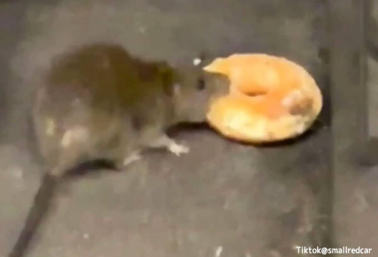 ドーナツをお持ち帰りするニューヨークのネズミの姿が目撃される