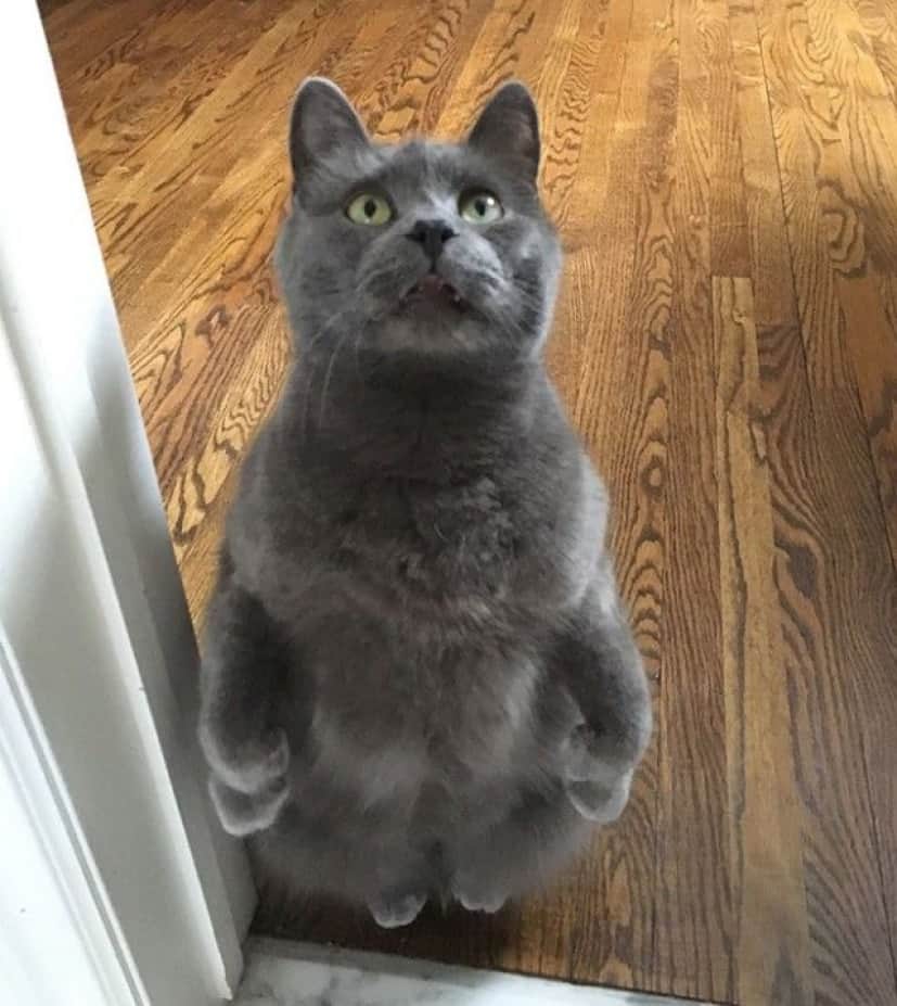 standing-cats17_e