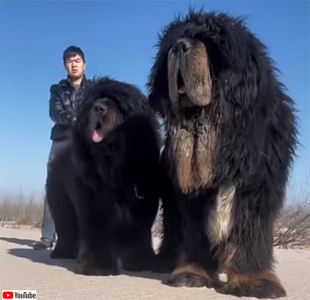 高地で生きるため オオカミの遺伝子を受け継いだ犬 チベタン マスティフ 米研究 カラパイア