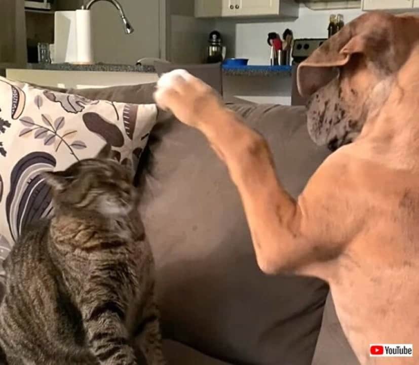 catdogpals2_640