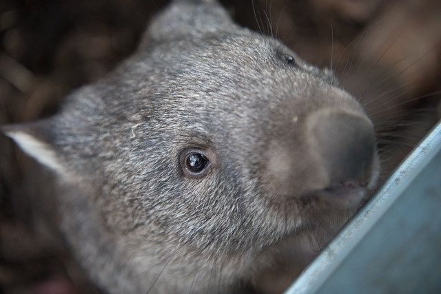 wombat-2365429_640