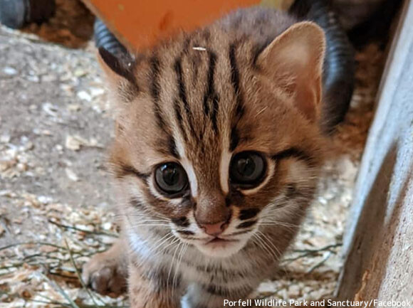 世界最小の猫種「サビイロネコ」の赤ちゃんが生まれたよ！（イギリス）