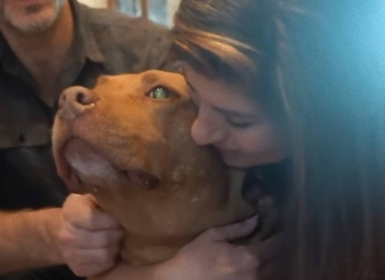 目の不自由な老犬のピットブルが再び家族に巡り合うまでの物語