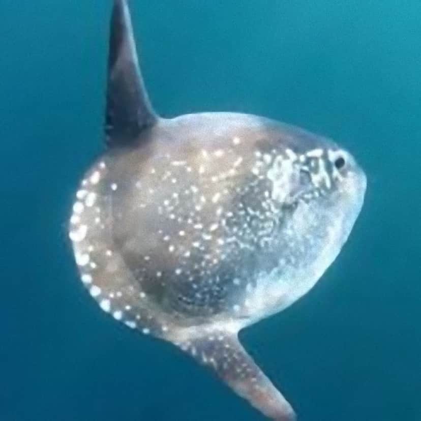 sunfish_e