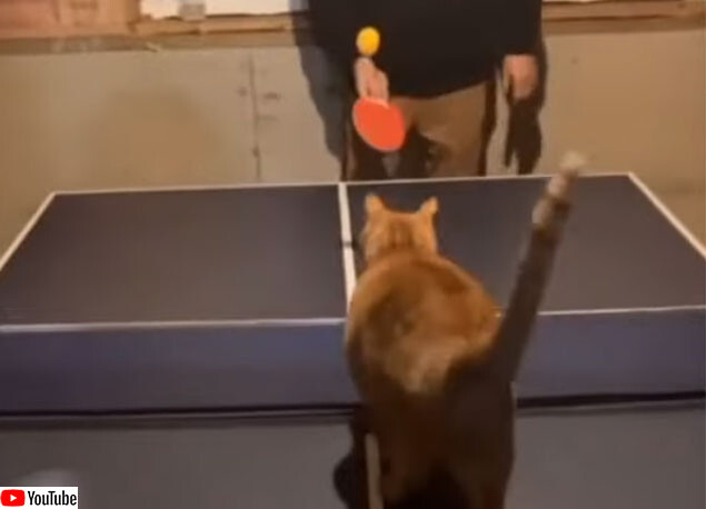 卓球する相手がいない？猫がいるじゃないか！ラリーが成立するしスマッシュも決める猫