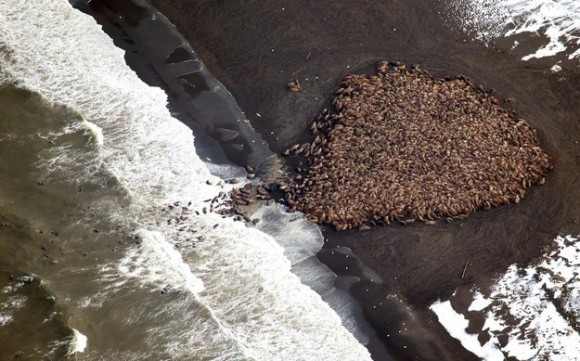 セイウチが頭の大量漂着で海岸が巨大肉団子状態に 米アラスカ州 カラパイア