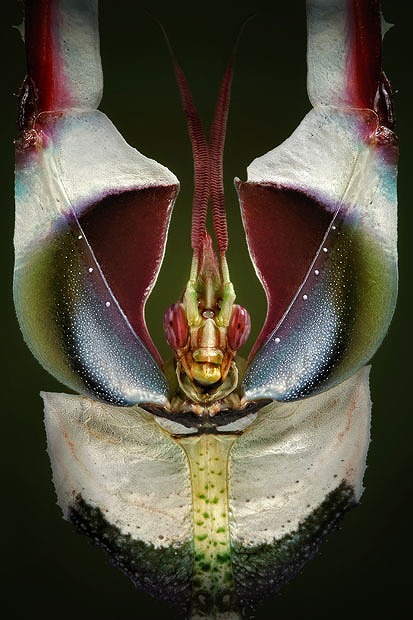 昆虫とカメレオンが大好きなカメラマンが撮影したナイスアングル画像 カラパイア