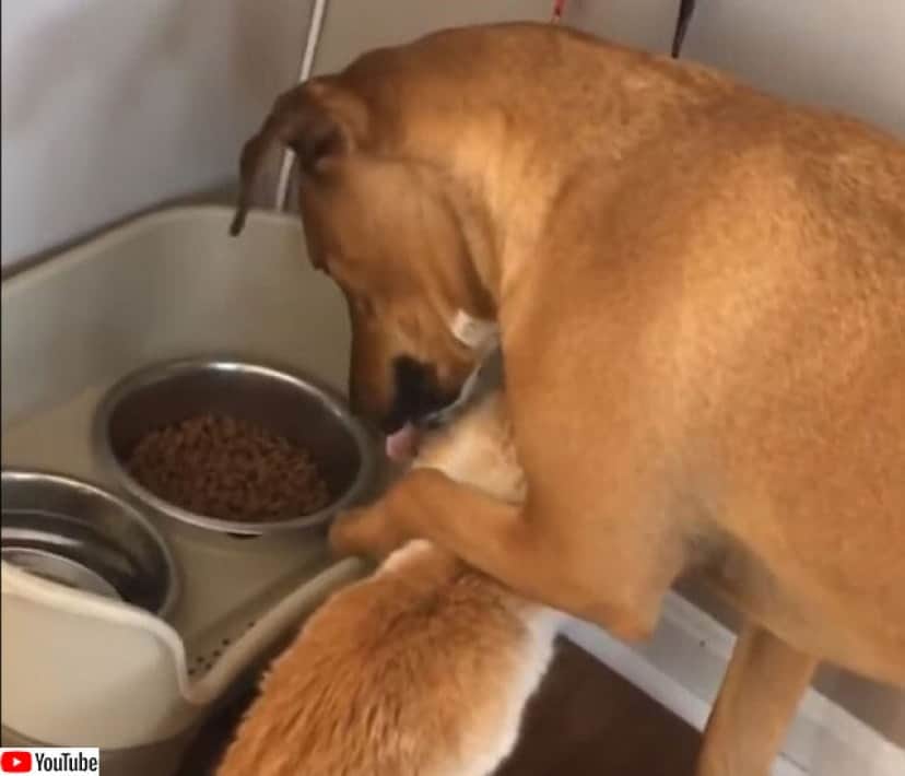 自分のごはんを狙う猫に対し やさしく紳士的な対応する犬 カラパイア 自分のごはんを狙う猫に対し やさしく紳士的な対応する犬 カラパイア