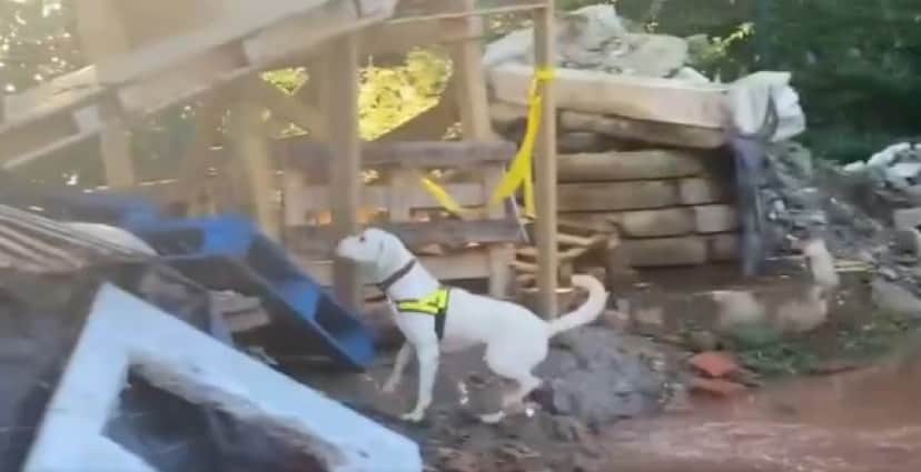 fire dog2_e