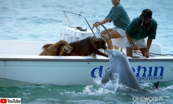 イルカがボートに乗った犬に水中からのキス！