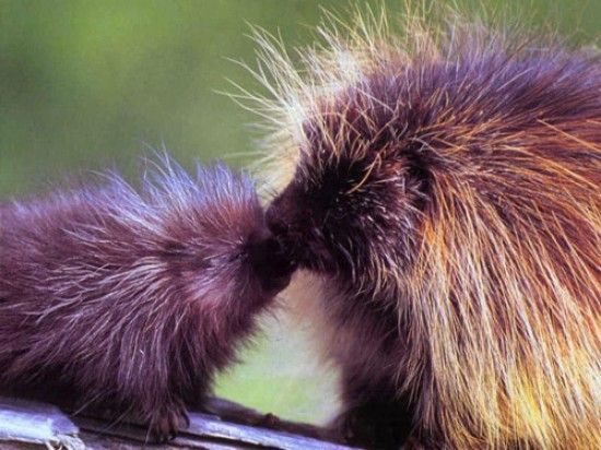 porcupine-kiss-e1280952114214
