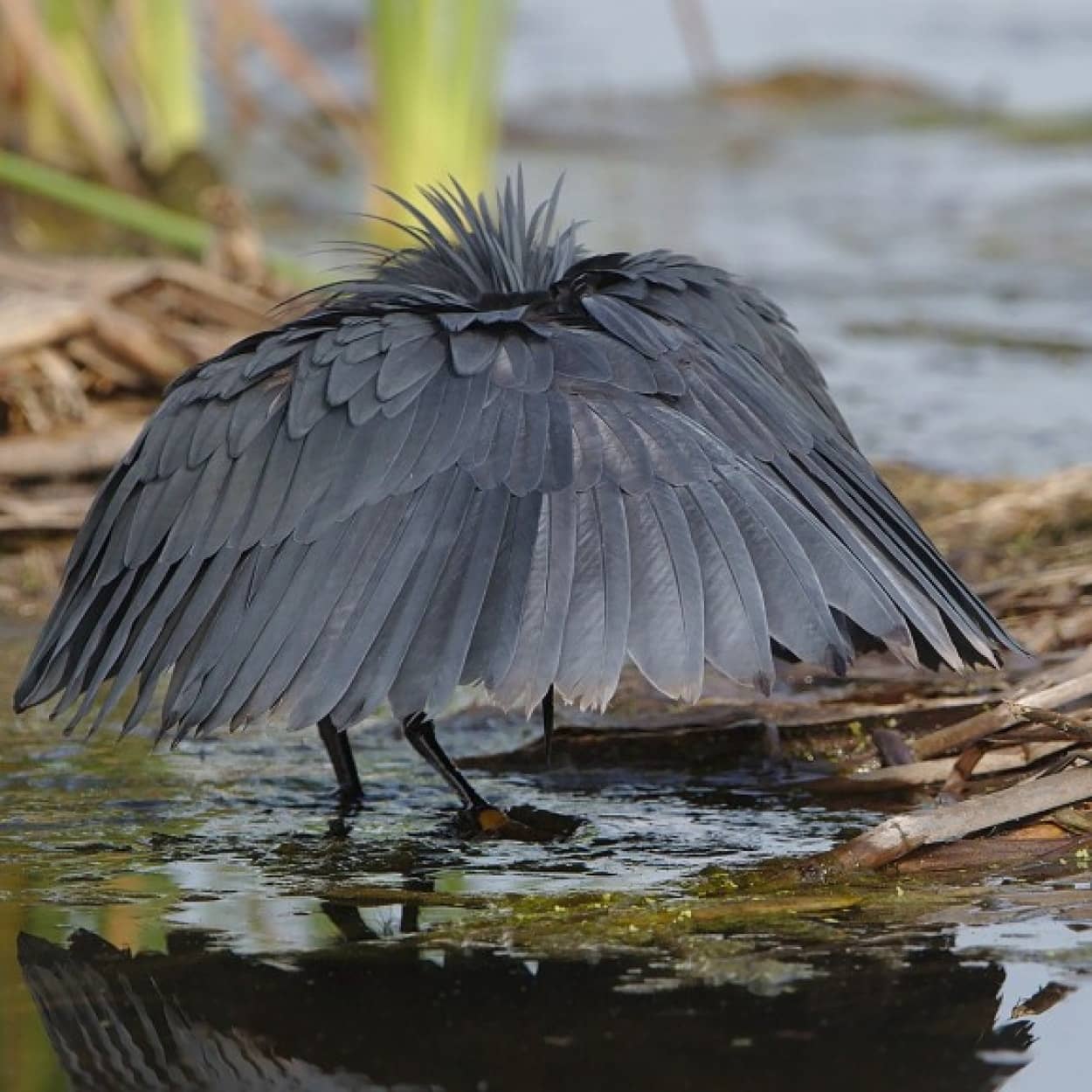 傘に変装して獲物を捕らえる「クロコサギ」