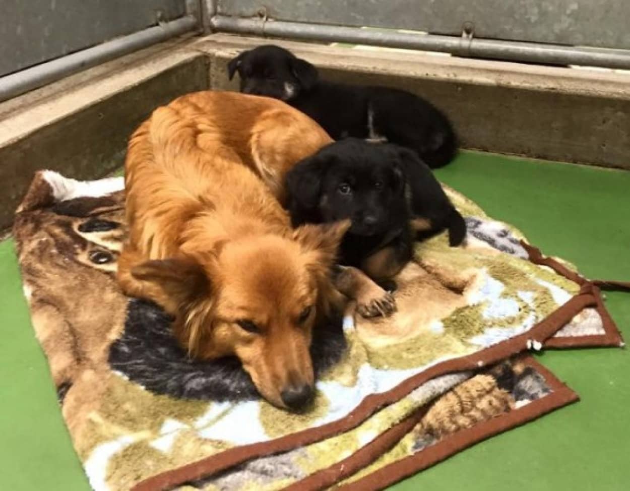 監視カメラがとらえた感動の瞬間 不安そうに鳴いている見ず知らずの子犬の為 ケージを脱走し寄り添い続けた犬の姿 カラパイア 監視カメラがとらえた感動の瞬間 不安そうに鳴いている見ず知らずの子犬の為 ケージを脱走し寄り添い続けた犬の姿 カラパイア