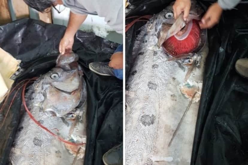 fish3
