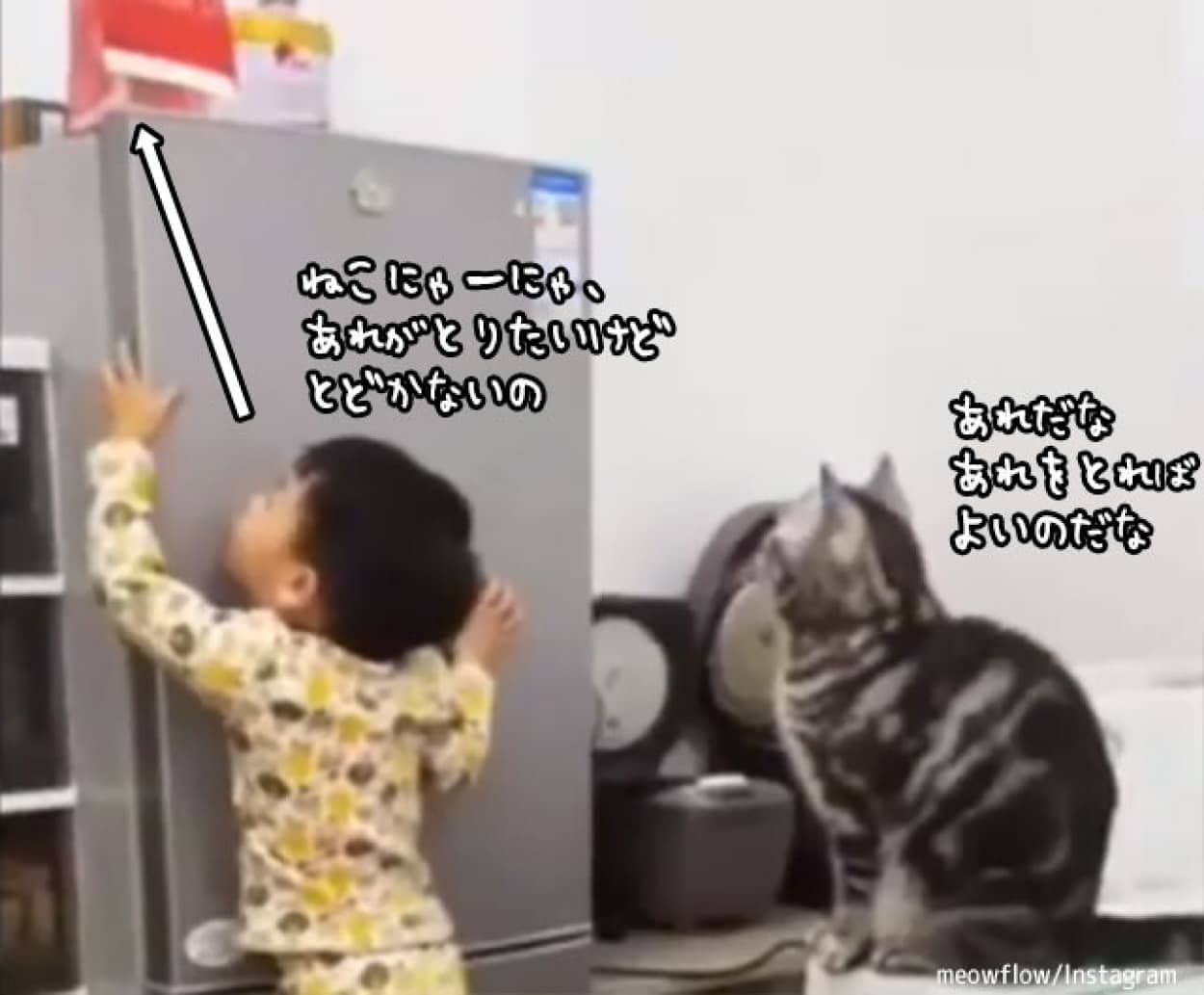 冷蔵庫の上のお菓子を取ってあげる猫