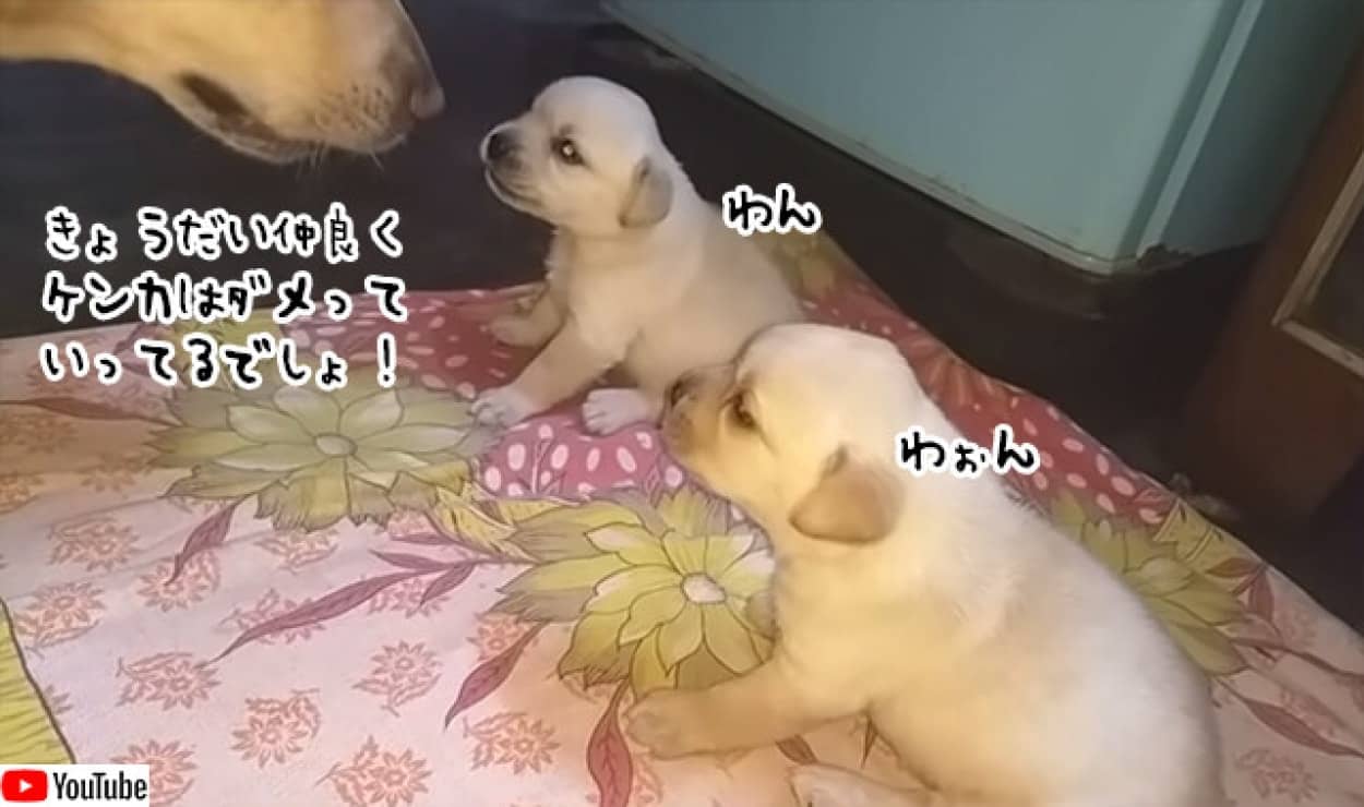 喧嘩する子犬たちを母犬が教育的指導、引き離してお説教