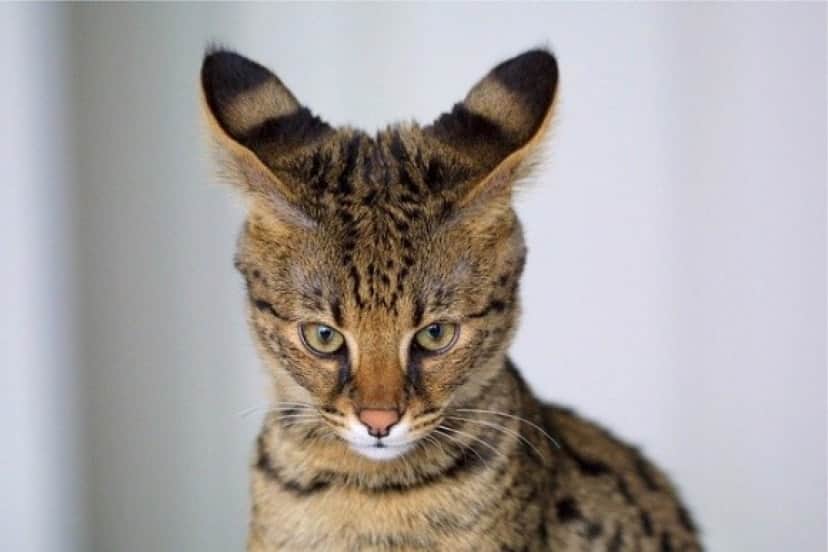 savannah-cat-518134_640_e