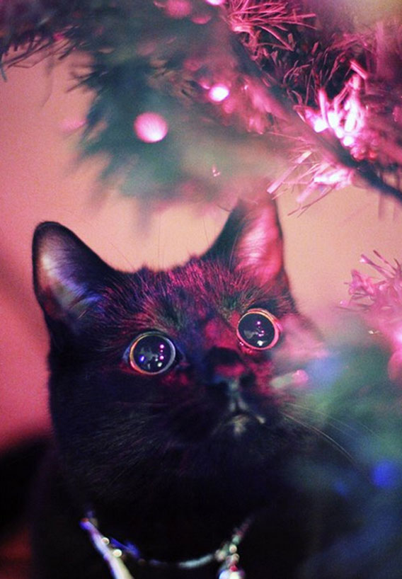 うるるん 瞳キラキラ猫の最高のクリスマス壁紙 スマホ用 カラパイア
