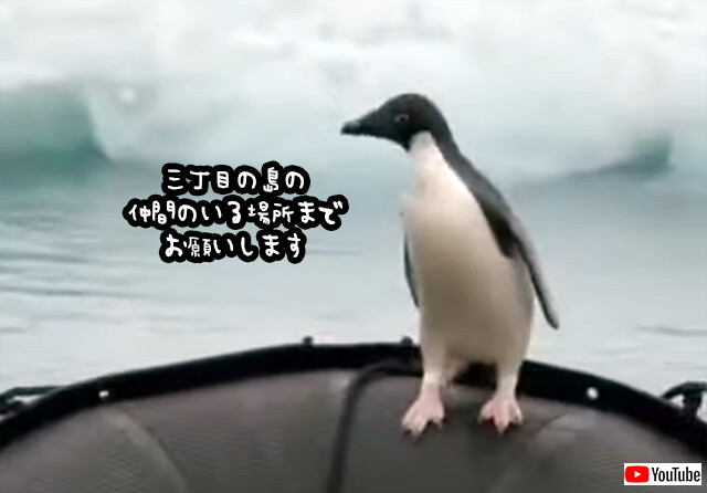 「あの島までお願いします」人間のボートをタクシー代わりに使うペンギン