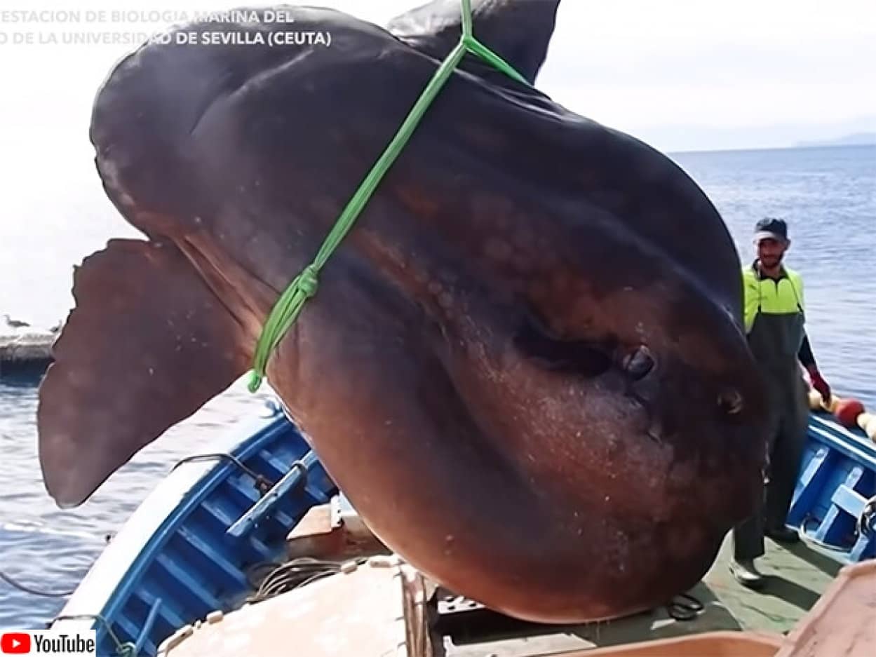 超特大のやつキター！3メートル以上あるウシマンボウが引き上げられる