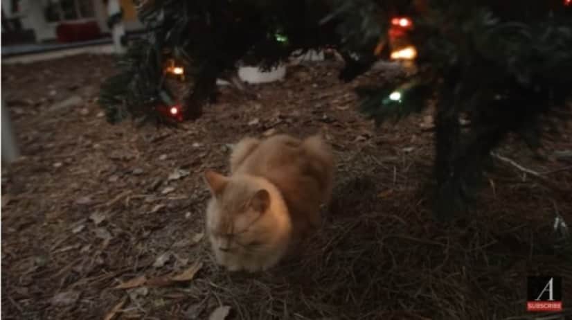 cat8_e