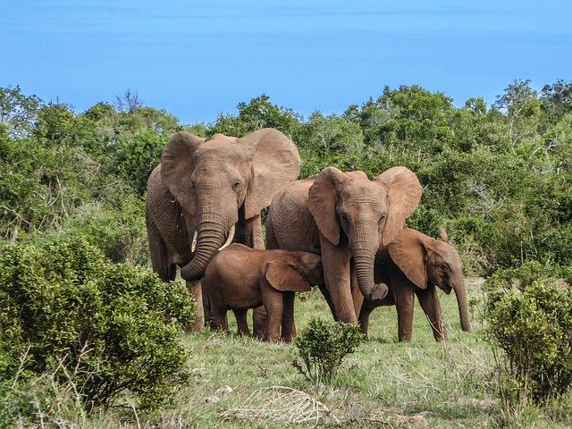 elephant-family-2776148_640