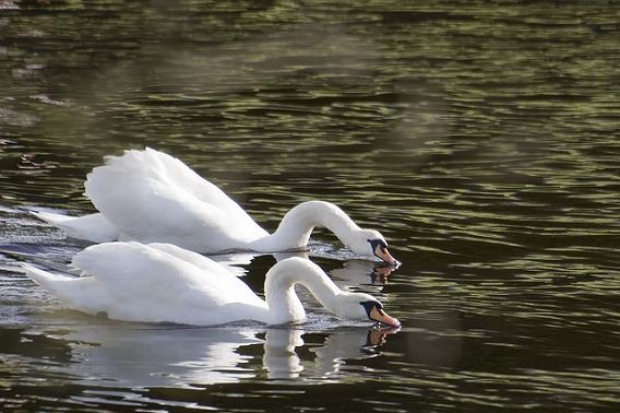synchronized swimming animals 4