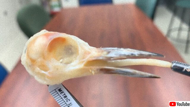 キツツキの長い舌は頭蓋骨に収納されていた その内部構造がすごい カラパイア
