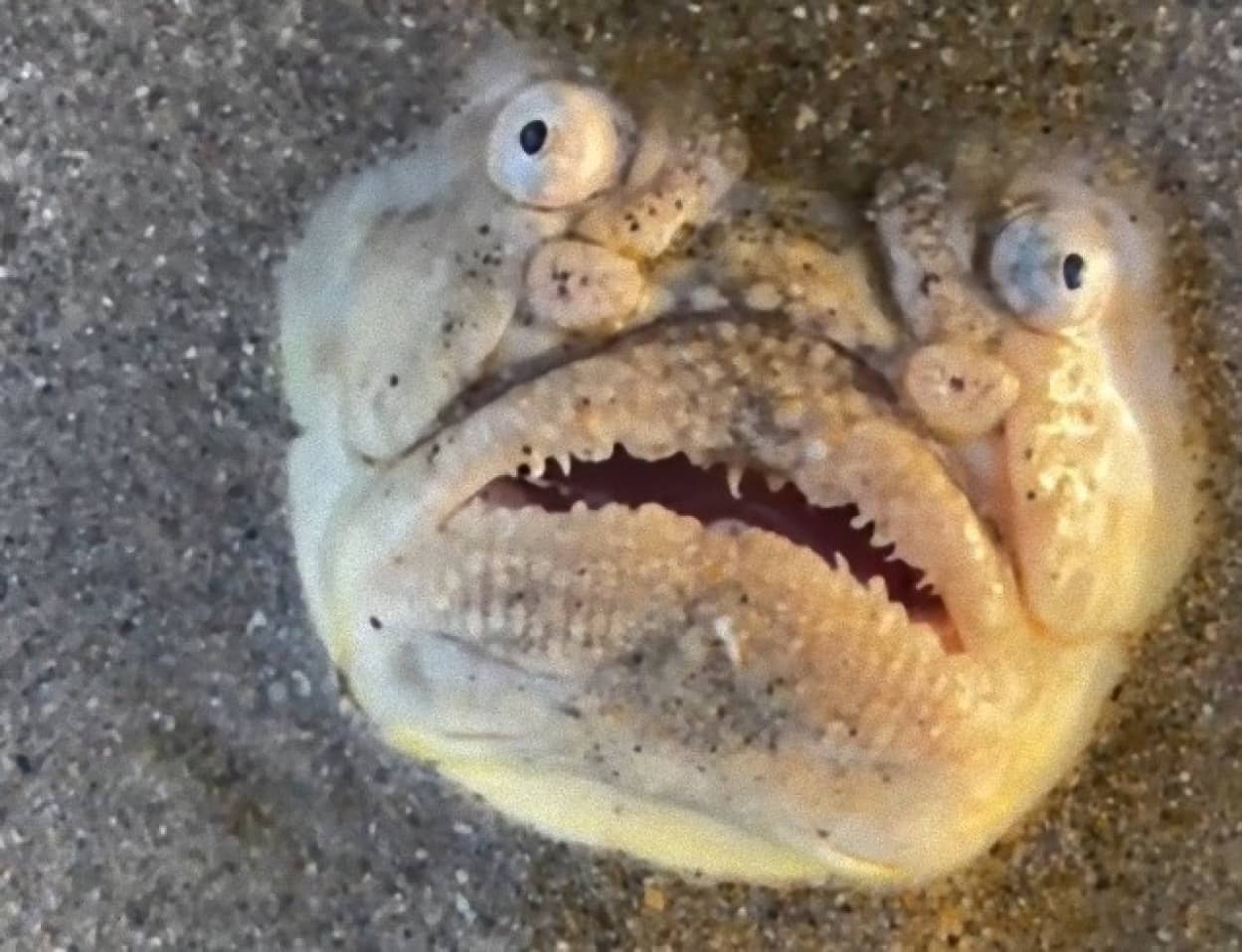 シンガポールで人面魚スターゲイザー発見