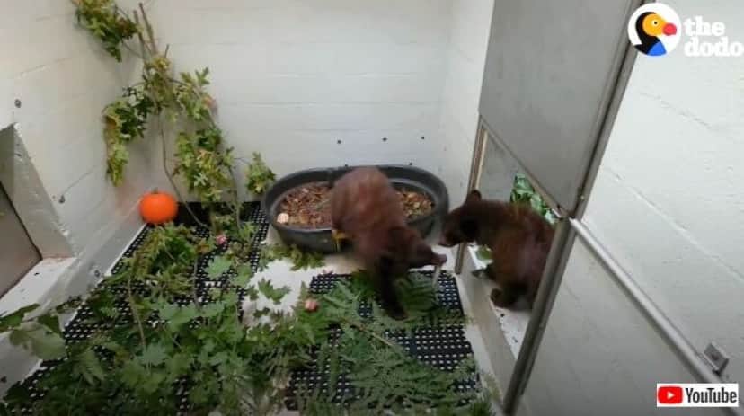 bearcub7_640