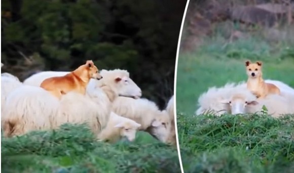 これはらくちん 羊の上に乗ってくつろぐことを覚えてしまった チャッカリ牧羊犬 イタリア カラパイア