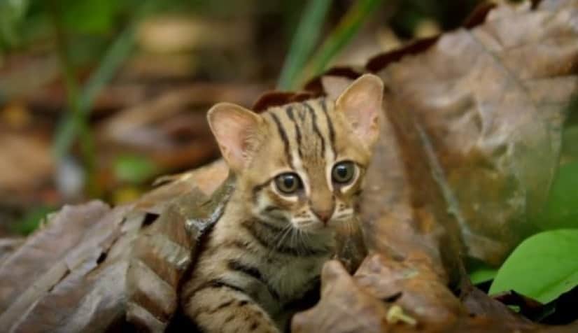 cat5