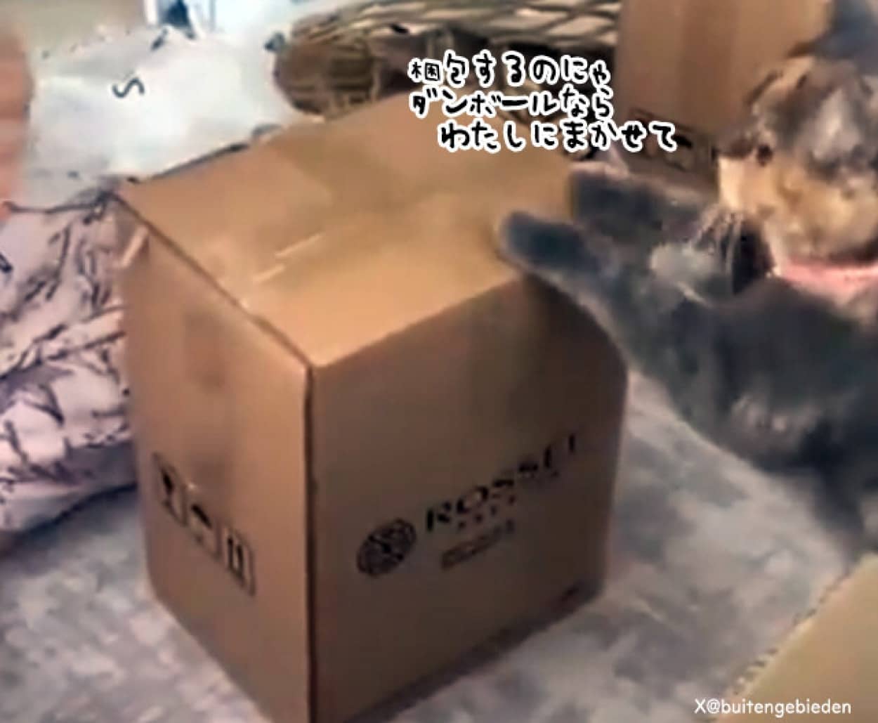 猫が荷造りのお手伝い
