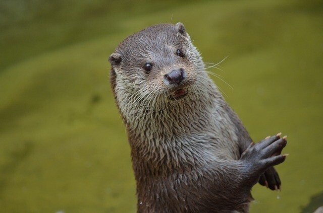 otter-365370_640