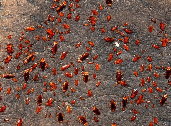 恐怖の洞窟と呼ばれるそのワケは ボルネオ島 ゴマントン洞窟 大量発生閲覧注意 カラパイア