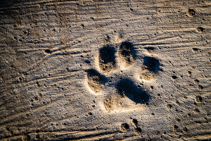 動物病院の歩道に犬たちの足跡をプリントするアイデア、大喜びで歩き回る犬たち