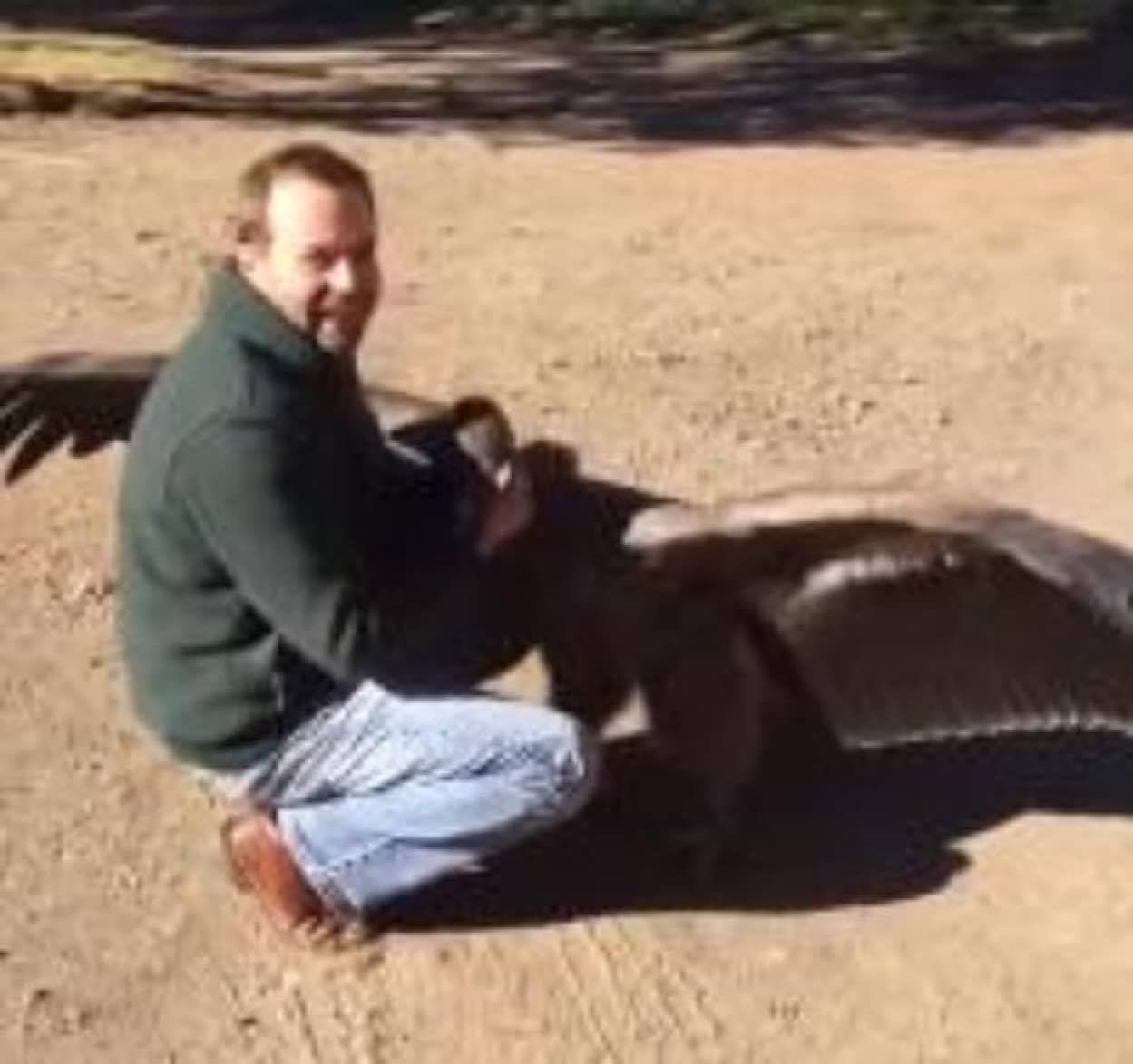 コンドルだって人に助けてもらった恩を忘れない 命の恩人のもとに飛んで駆け寄るコンドル アルゼンチン カラパイア