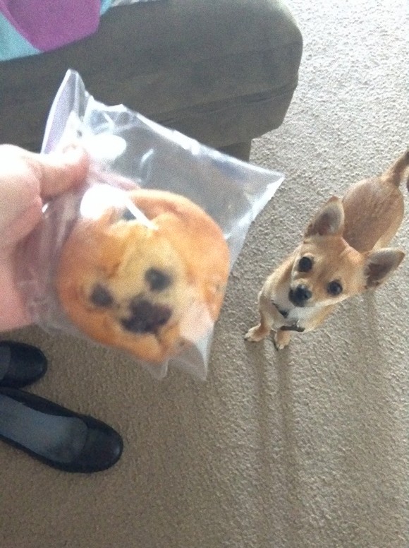 はからずも何にでもなれる犬さんすごい 擬態達犬たちのそっくり比較写真 カラパイア はからずも何にでもなれる犬さんすごい 擬態達犬たちのそっくり比較写真 カラパイア