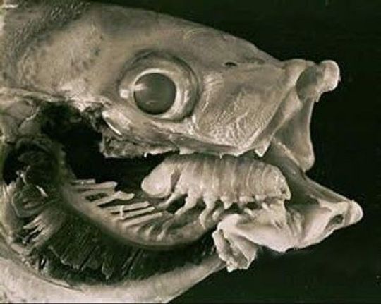 cymothoa_exigua_09