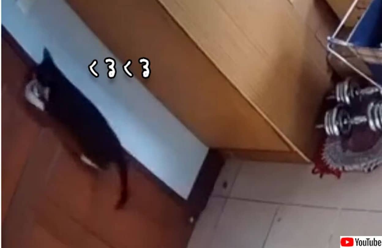 ドアノブを回して開けるハイレベルなスキルを持っている猫