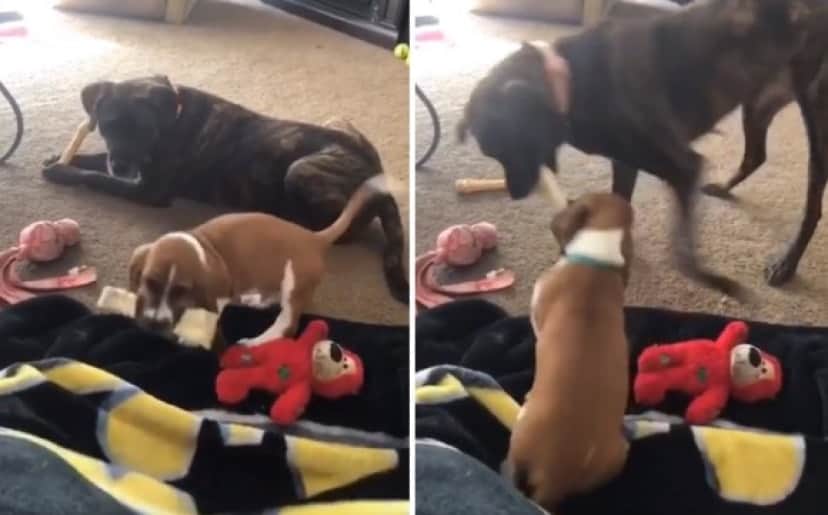 犬界のジャイアンかな 子犬があまったおもちゃで遊ぼうとすると何度も何度でも取り返しに来る犬 カラパイア 犬界のジャイアンかな 子犬があまったおもちゃで遊ぼうとすると何度も何度でも取り返しに来る犬 カラパイア