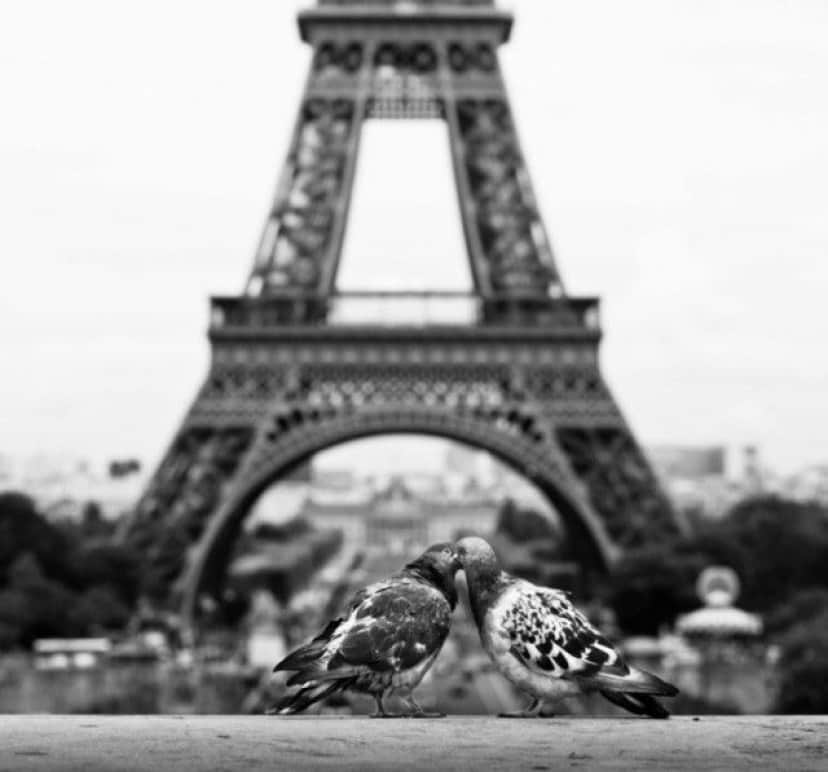 cuteanimals17_e