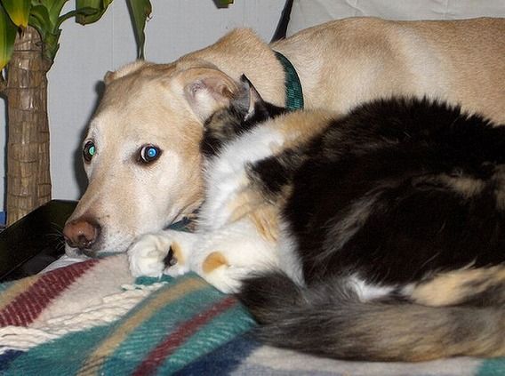 funny_cats_and_dogs_13